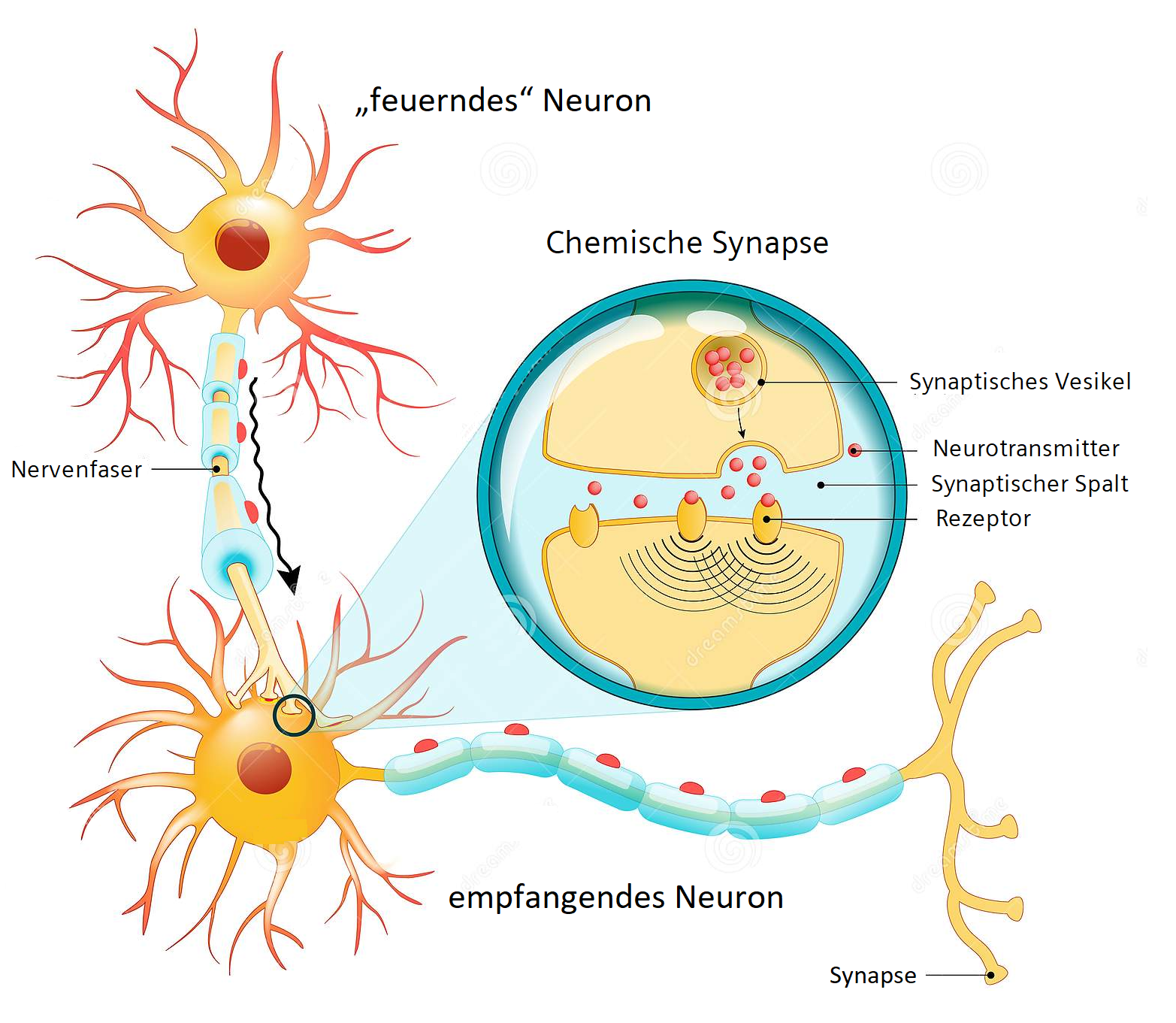 Natürliche Neuronen mit Synapse