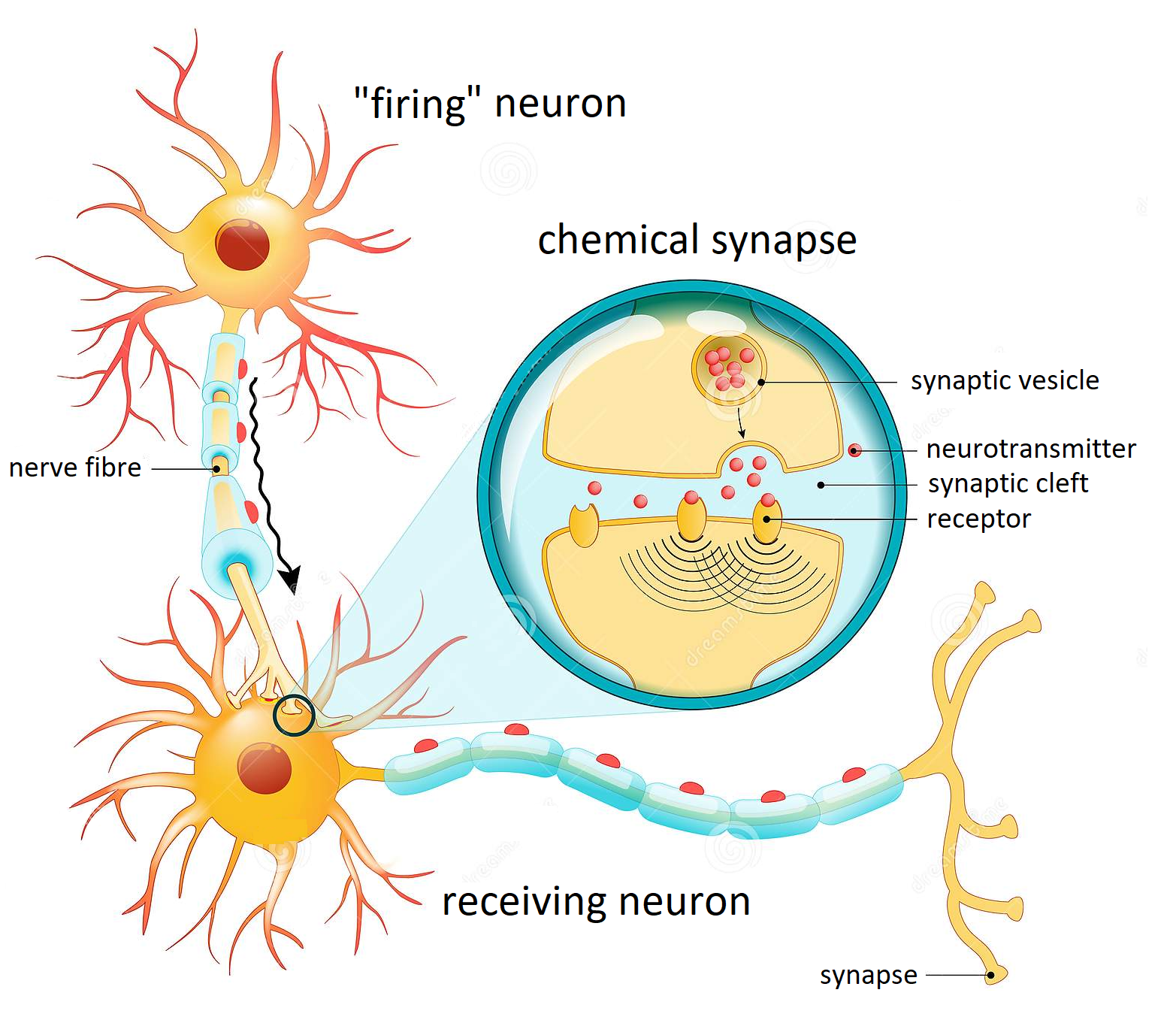 Natural neurons with synapse